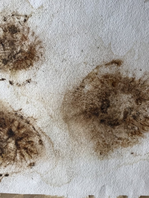 compass jelly fish imprints